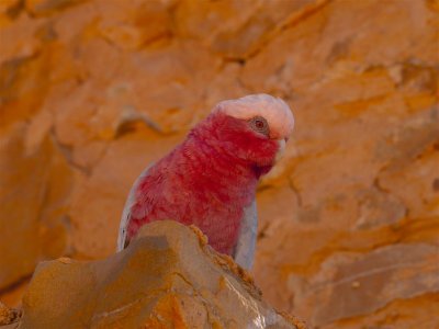 Galah