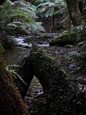 Sylvia Creek - Toolangi
