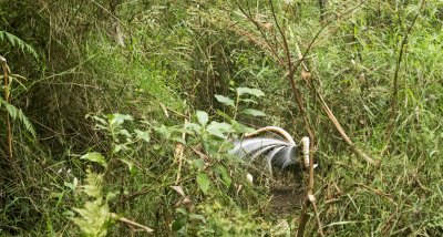 Lyrebirds