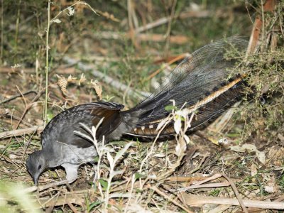 Sherbrooke East Lyrebirds_8989