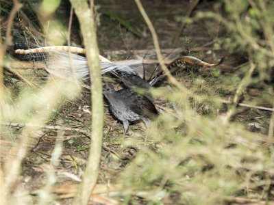 Sherbrooke East Lyrebirds_8991