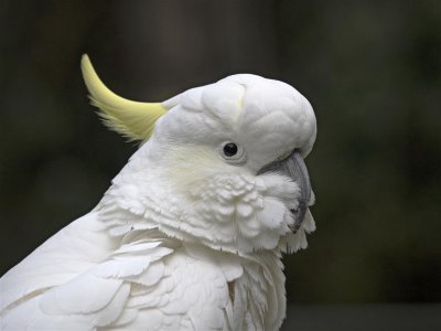 Australian Parrots and Cockatoos