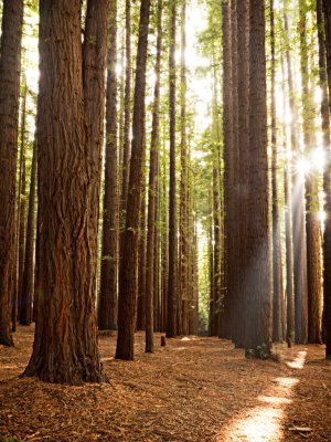 Sequoia Forrest_0281