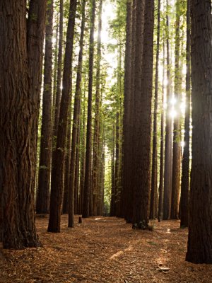 Sequoia Forrest_0308