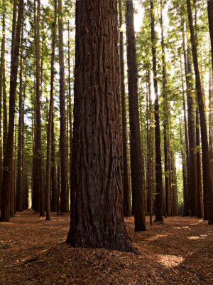 Sequoia Forrest_0357