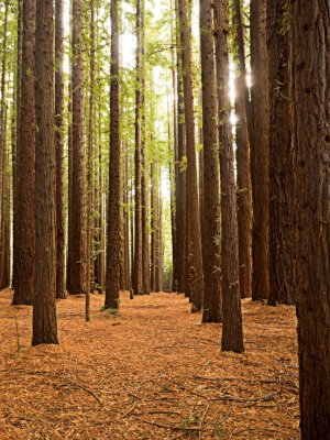 Sequoia Forrest_0373
