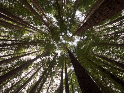 Sequoia Forrest_0390