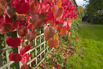 Autumnal colours