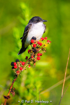 Kingbird on berries