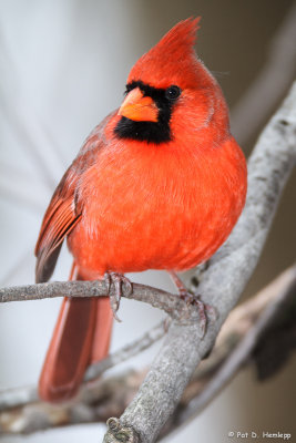 Alert Cardinal