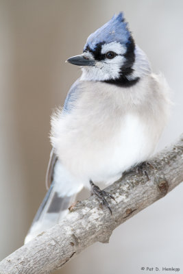 Blue Jay