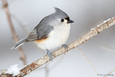 Titmouse and snow