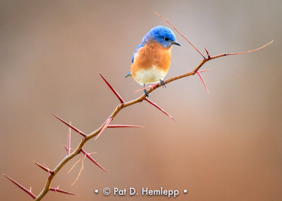 Bluebird alone