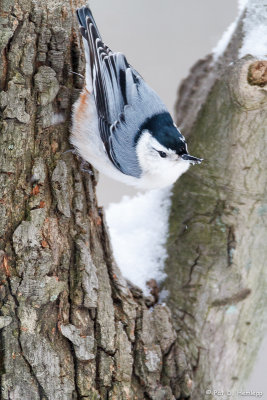 Nuthatch in snow