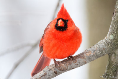 Snowy Cardinal
