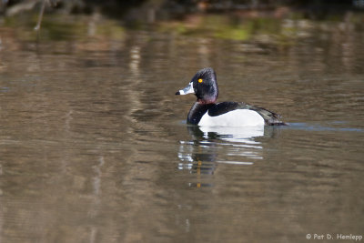 Male Ring-necked 