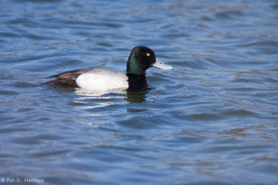 Lesser Scaup 