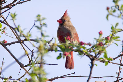 Cardinal in tree 