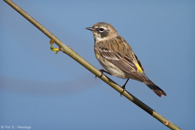 Female Yellow-rumped