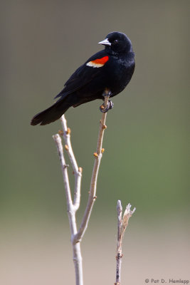 Posing Blackbird 