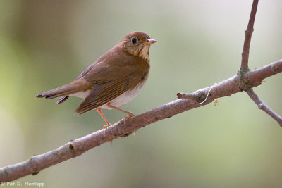 Hermit Thrush 