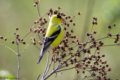 Male Goldfinch 