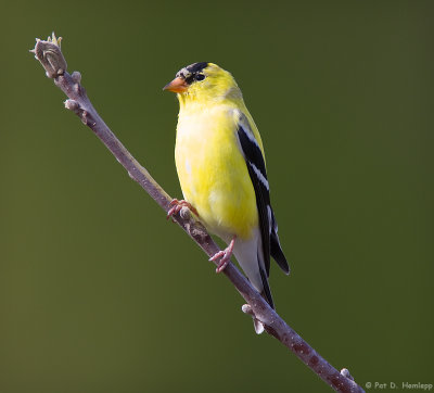 Molting Goldfinch 