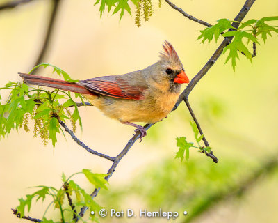 Cardinal, spring morning 