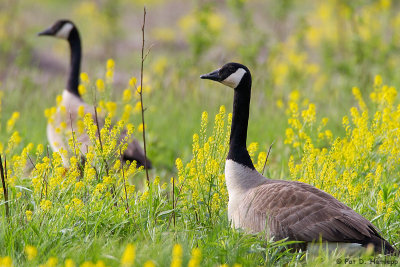 Geese in yellow 