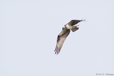 Osprey in flight 