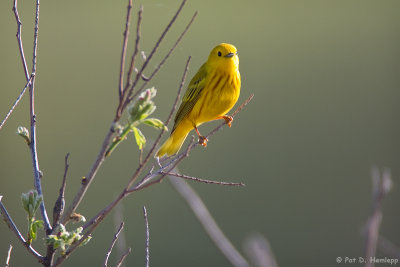 Male Yellow Warbler 