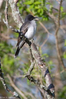 Singing Kingbird 