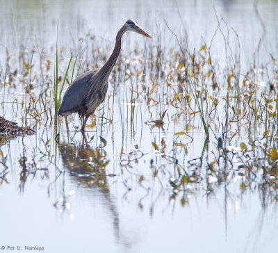 Heron in marsh 