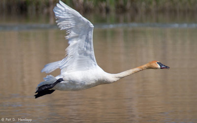 Swan in flight 
