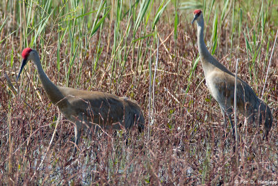Cranes in marsh 