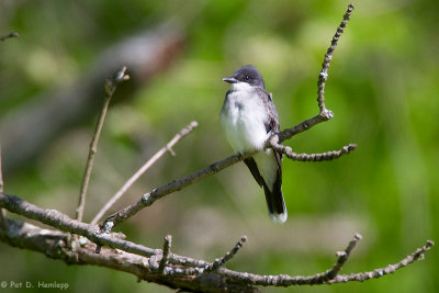 Kingbird in tree 