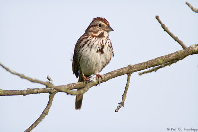 Sparrow resting 