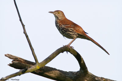 Thrasher profile
