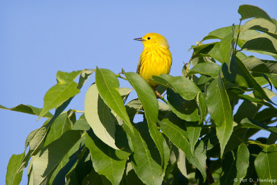 Resting Warbler