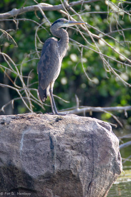 Heron on a rock