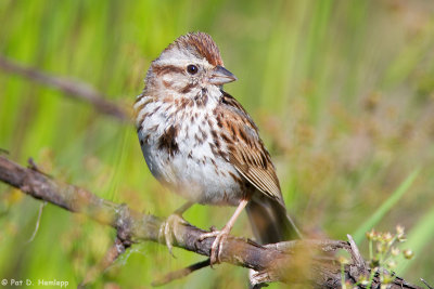 Sparrow in sun 
