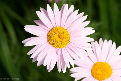 Daisy on green