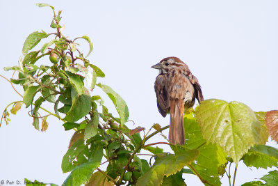Resting Song Sparrow 