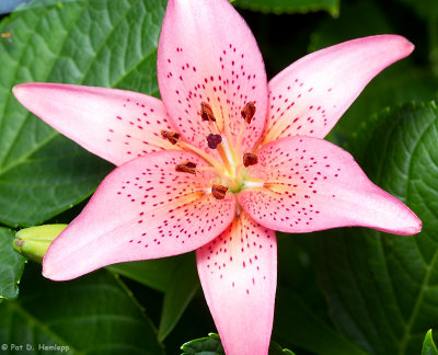 Lily in bloom 2