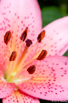 Lily in bloom 3 