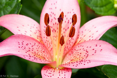 Lily in bloom 5 
