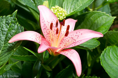 Lily in bloom 7 