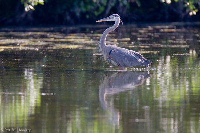 In the lake 