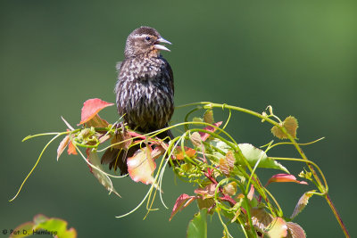 Female Blackbird 