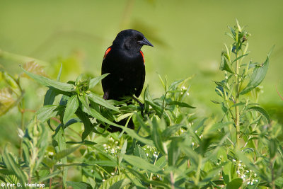 Blackbird at rest 